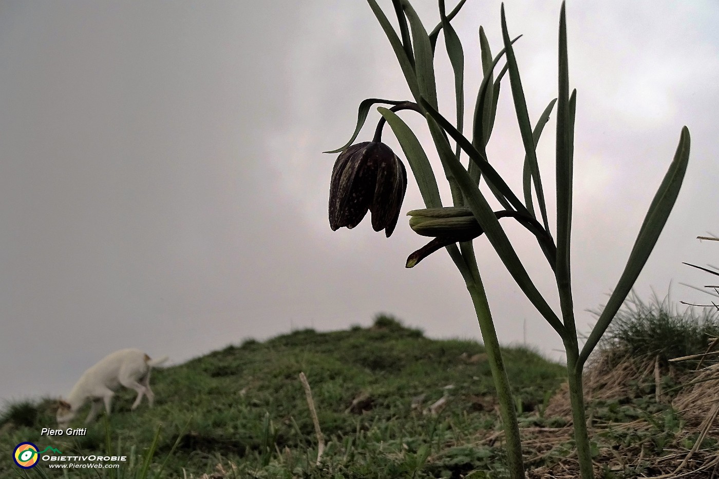 40 Fritillaria.JPG